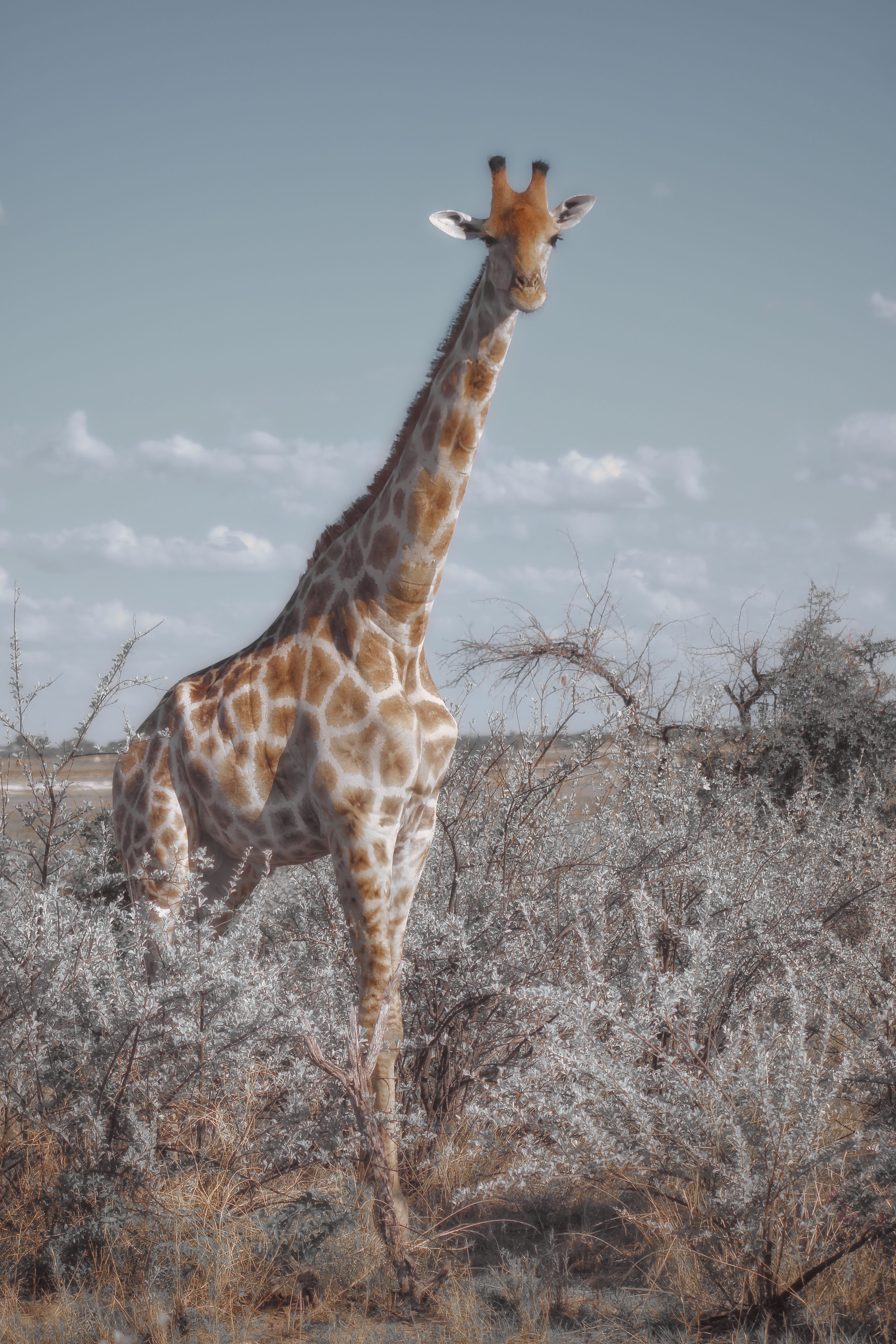 Original giraffe photo before AI generation