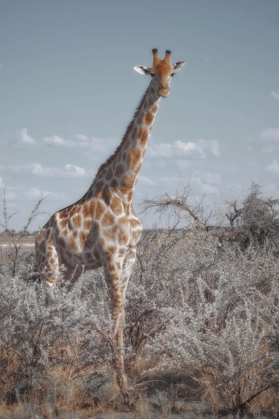 Original giraffe photo before Miru improvement