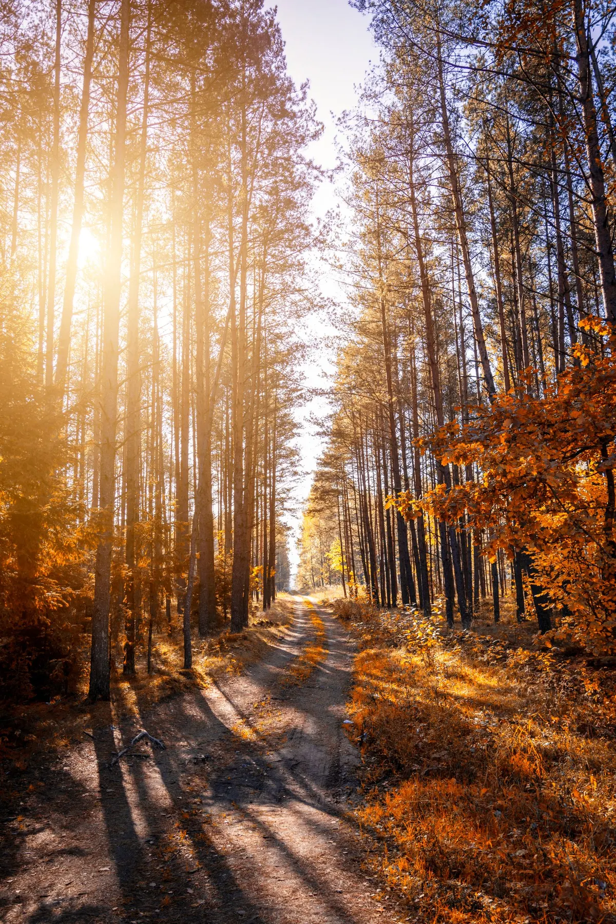 Sunlit autumn forest path lined with tall trees