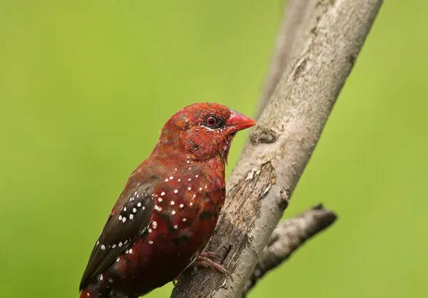 Red Avadavat: Jewel Tones on a Quiet Green Field - Aishwarya Sridhar