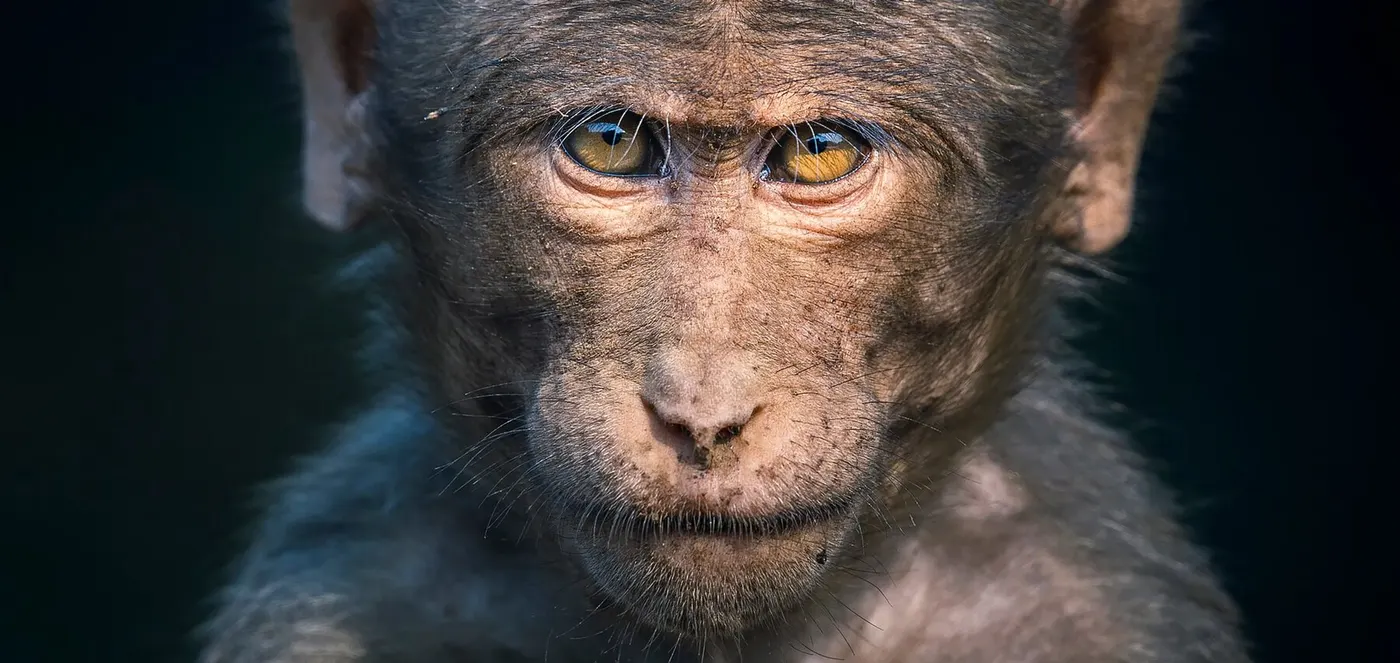 Monkey Eyes: A Portrait Built on Presence - Aishwarya Sridhar