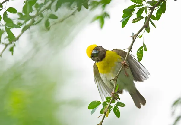 A Bright, Lively Portrait of a Baya Weaver - Aishwarya Sridhar