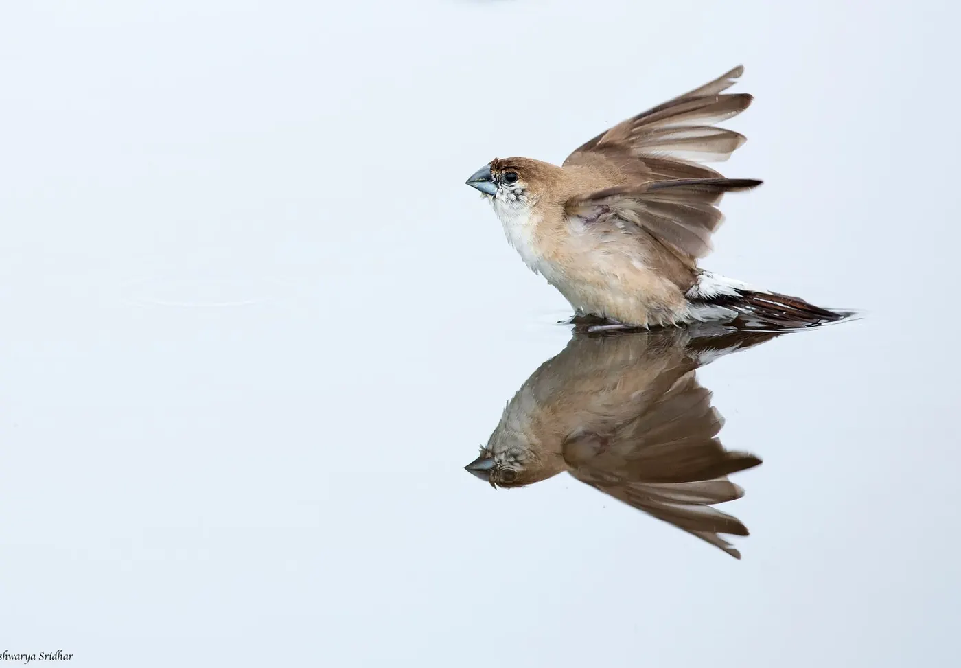 Reflection: A Quiet Masterclass in Gesture and Stillness - Aishwarya Sridhar