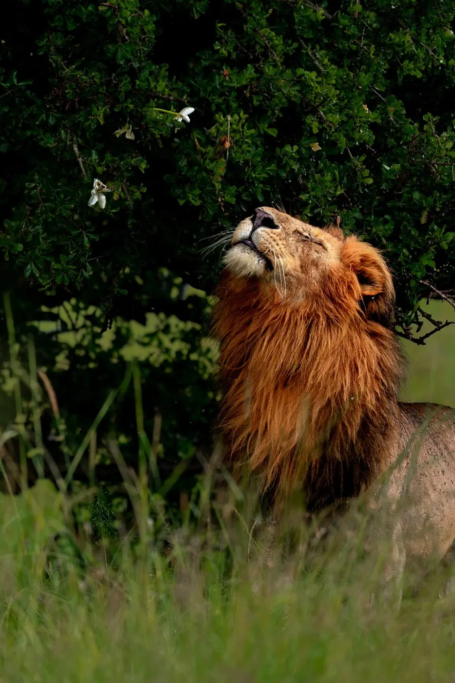 Lion Smell The Flowers