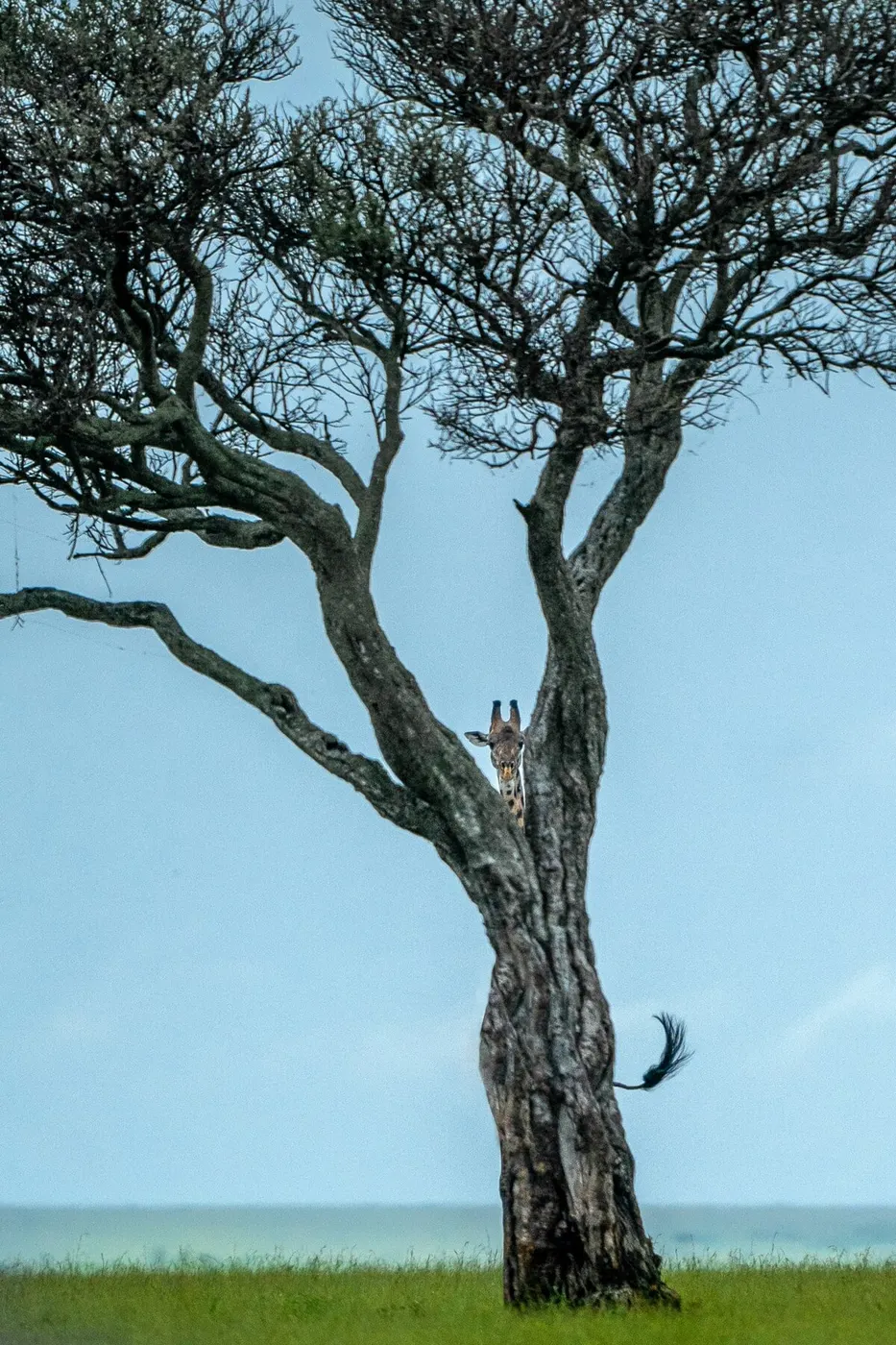 Varun Aditya’s Brilliant Wildlife Illusion in “Giraffe Tree”