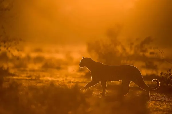 Varun Aditya’s Leopard in Molten Backlight