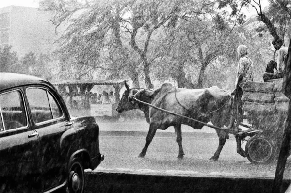 Monsoon Downpour by Raghu Rai