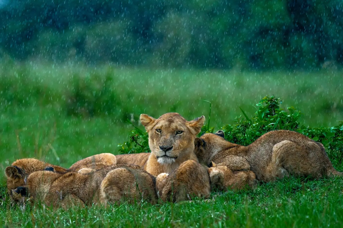 Varun Aditya: Shelter in the Rain