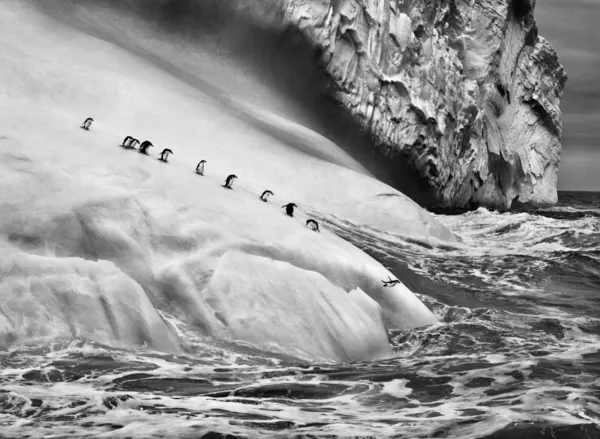 South Sandwich Islands, 2009