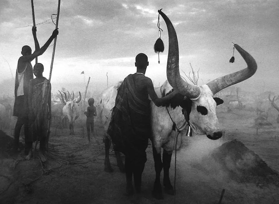 Sculptural Horns, Ritual Presence, and Morning Haze
