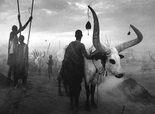 Sculptural Horns, Ritual Presence, and Morning Haze