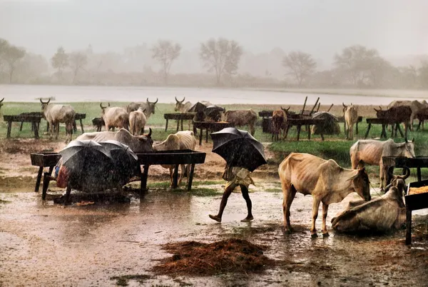 Rain, Rhythm, and Rural Grace