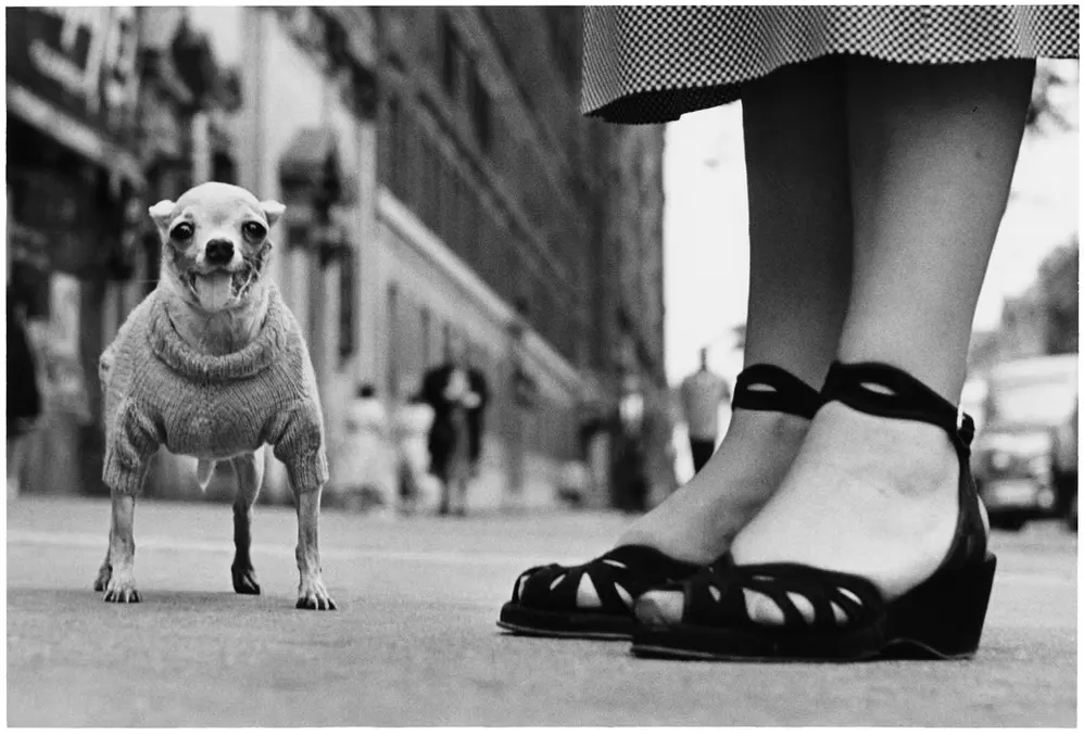 A Small Dog Made Monumental (Elliott Erwitt)