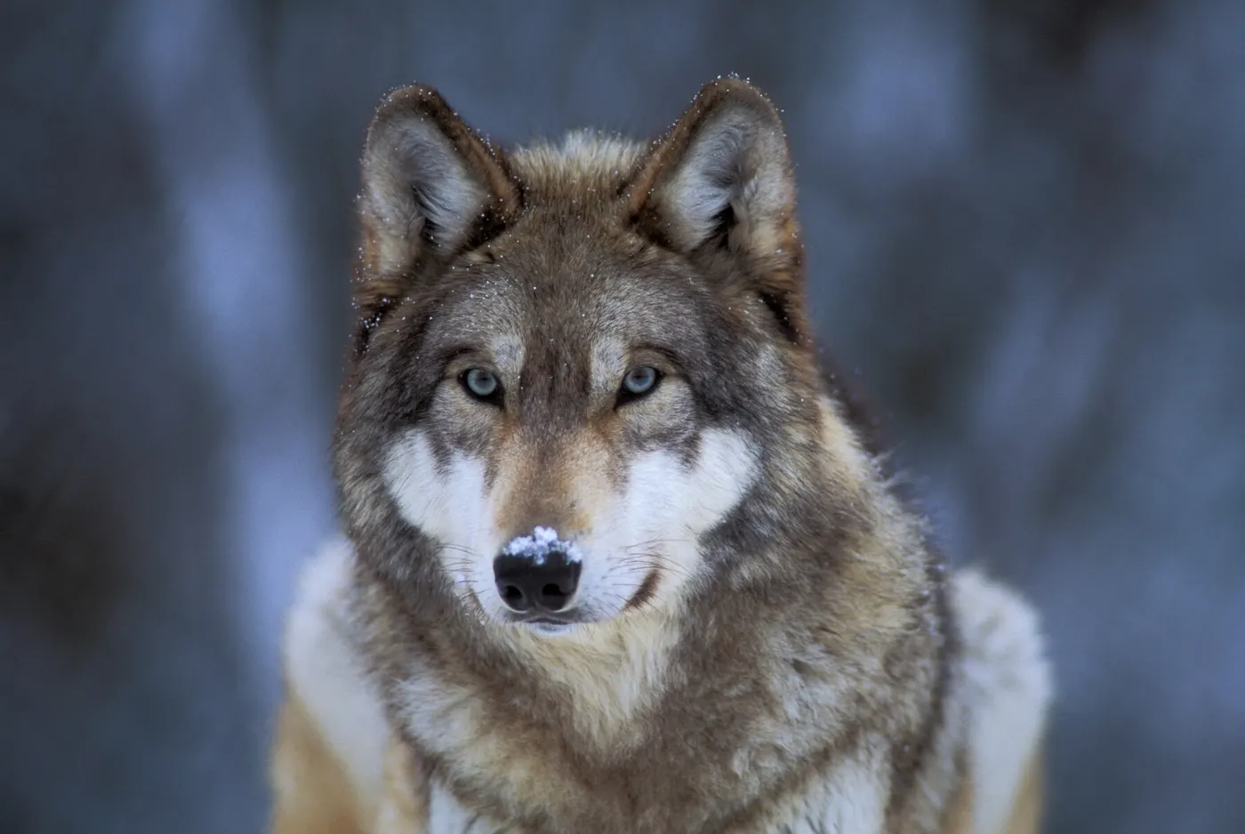 The Quiet Authority of a Winter Wolf Portrait