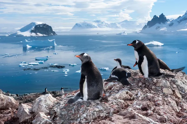 Penguins Above an Antarctic Bay (Joel Sartore)
