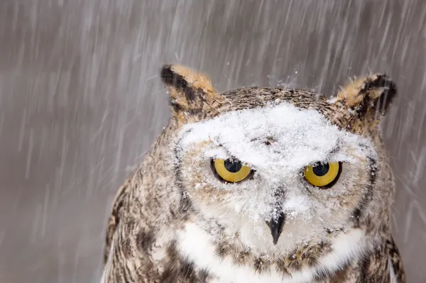 Joel Sartore - A Winter Portrait Defined by Presence