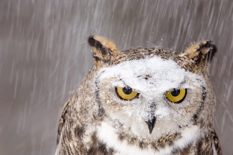 Joel Sartore - A Winter Portrait Defined by Presence