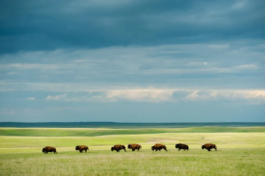 Joel Sartore - Storm Light and Prairie Scale in "A Large Herd Of Bison Pierre, South Dakota"