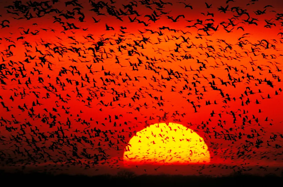 Joel Sartore's A Sky Turned to Rhythm and Fire