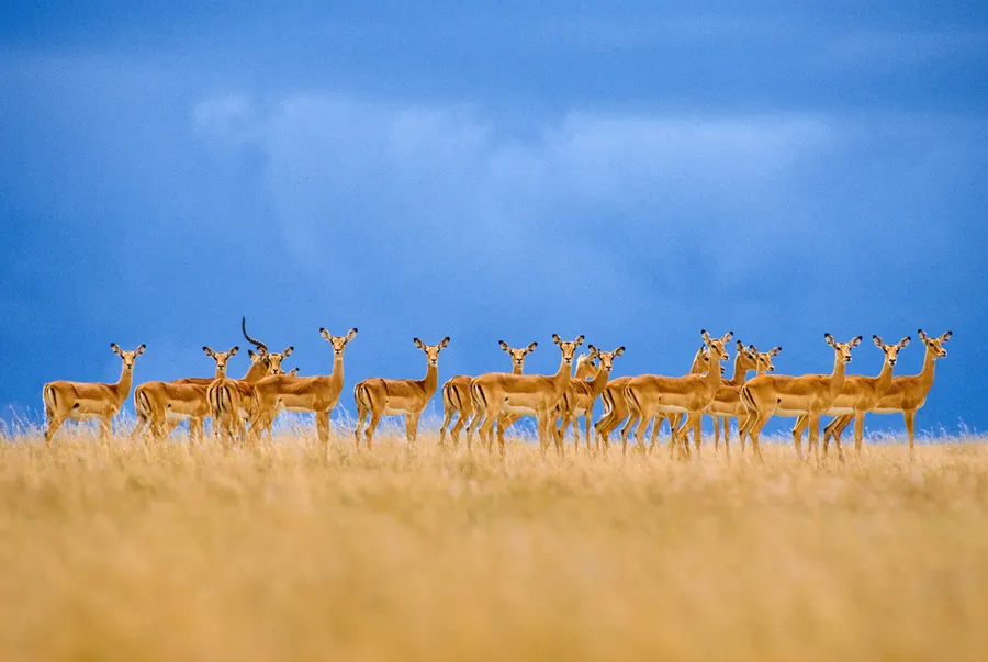 Looking at you (Frans Lanting)
