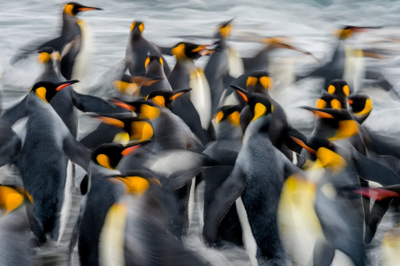 Penguins: a lyrical study of motion and colony life (Frans Lanting)